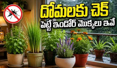Mosquito Repellent Plants: వర్షాకాలంలో దోమల బెడదకు చెక్ పెట్టే అద్భుతమైన ఇండోర్ మొక్కలు ఇవే