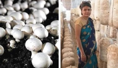 ಕಾಲೇಜು ಮುಚ್ಚಿದ್ದಕ್ಕೆ ಕಣ್ಣೀರಿಟ್ಟ ಶಿಕ್ಷಕಿ, ಅಣಬೆ ಕೃಷಿಗೆ ಕೈ ಹಾಕಿ ಇಂದು ತಿಂಗಳಿಗೆ ₹1.5 ಲಕ್ಷ ಆದಾಯ!