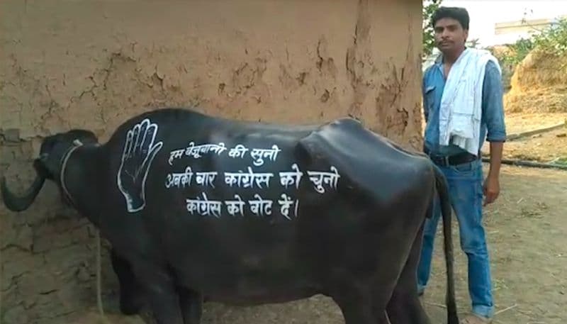 छत्तीसगढ़ में चुनाव प्रचार में सड़क पर उतरी भैंस