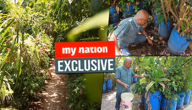 Bengaluru: This is how you grow a mini forest on the terrace