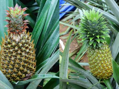 vazhakulam pineapple prices hit all time high in kerala