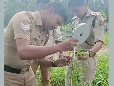 excise seizes cannabis plants near temple compound in thiruvananthapuram