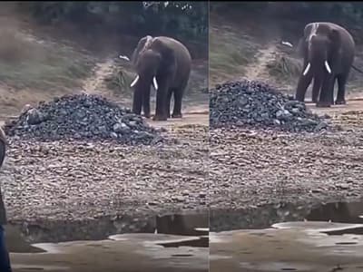 Wild Elephant Viral Dance