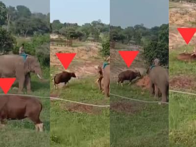 Bannerghatta Zoo Death