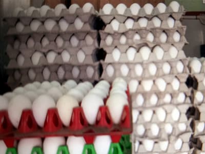 FSSAI Investigates Banned Antibiotics in Eggs After Safety Concerns