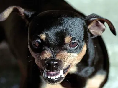 नवजात को मुंह में दबाकर ले जा रहा था कुत्ता