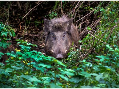wild boar
