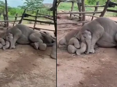 Elephant Calf Sleeps in Mother's Lap