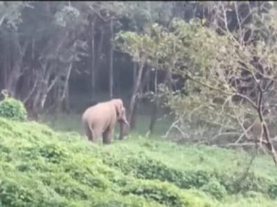 Wild elephant attack