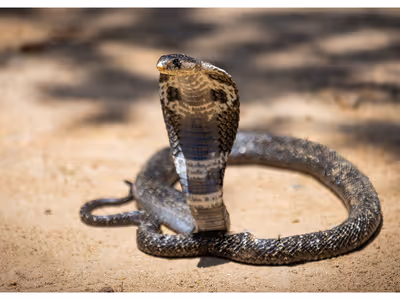 snake bite incidents rise in kerala fear spreads after multiple cases