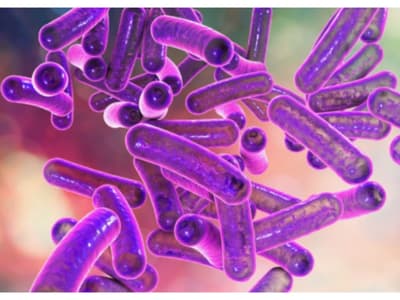 shigella