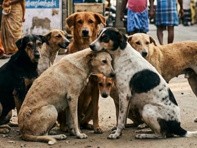 stray dogs attack