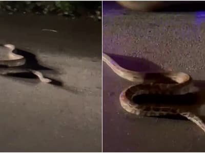 python at Thamarassery churam