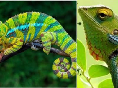 Chameleons