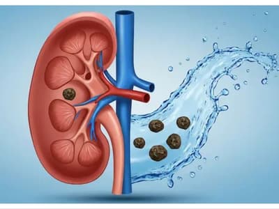 Kidneys