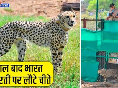 कूनो में मोदी ने 3 चीतों को छोड़ा, खुद की फोटोग्राफी, कहा- सफल हुई वर्षों की मेहनत