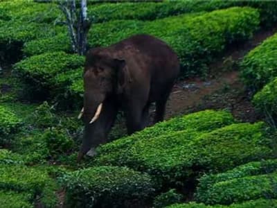 Malayalam News Live : അരിക്കൊമ്പനെ പിടികൂടണമെന്നാവശ്യം; ഇടുക്കിയിൽ ഹർത്താൽ