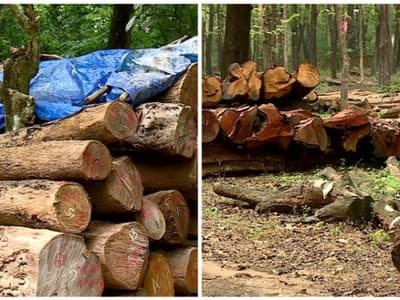 Malayalam News Highlights: തേക്ക് പ്ലാന്റേഷനിലെ അടക്കിമുറിയിൽ ക്രമക്കേടെന്ന് ആരോപണം