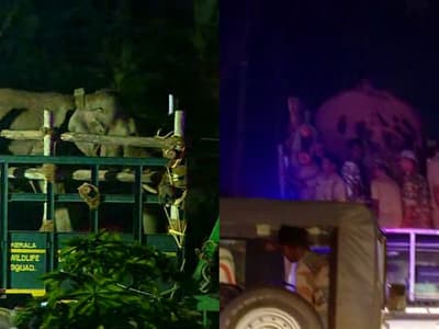 Malayalam News Live തണ്ണീര്‍ കൊമ്പൻ ചരിഞ്ഞു, ദാരുണ സംഭവം ബന്ദിപ്പൂരിലെത്തിച്ചശേഷം