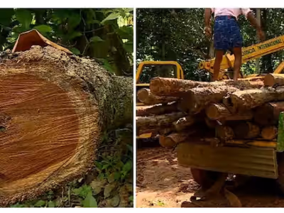 Muttil tree felling