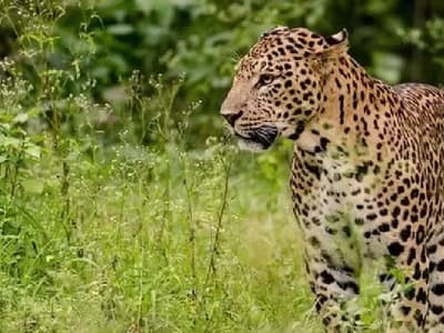 Malayalam News Live: കബനിഗിരിയിലെ പുലി കുടുങ്ങുമോ? പുലി പ്രദേശം വിട്ടുപോയിട്ടില്ലെന്ന് നിഗമനം, കൂട് സ്ഥാപിച്ച് വനംവകുപ്പ് 