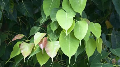 Peepal Tree