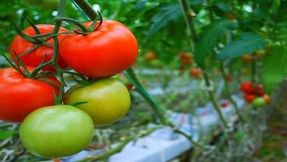 Tomato Farming