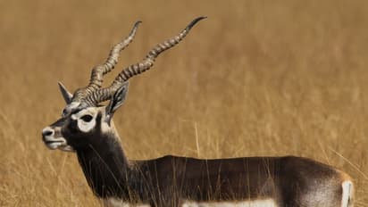Black buck