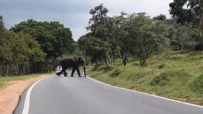 Bandipur - Tiger Park