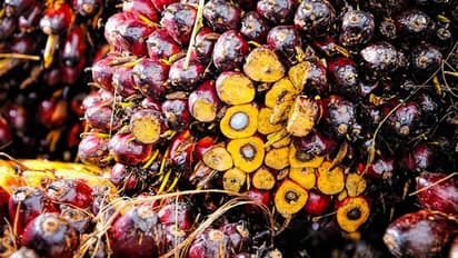 Palm oil
