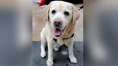 Labrador