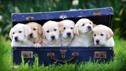 Dogs, Puppies, Labrador