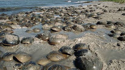 horseshoe crab