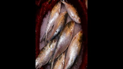 Here are 5 easy ways to recognize hilsa or ilish for you