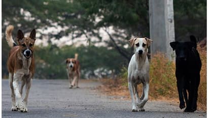 street dogs