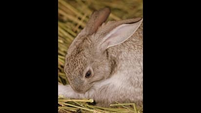 rabbit rabbit