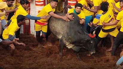Alanganallur Jallikattu