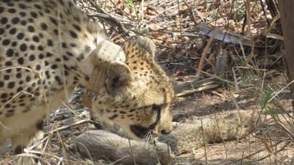 Cheetah Cheetah
