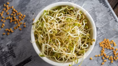 fenugreek sprouts