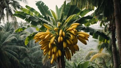 Disadvantages of planting banana tree indoors