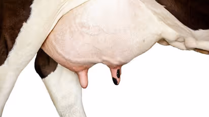 Cow udder Cow udder