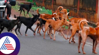 BBMP new scheme for micro chipping of stray dogs