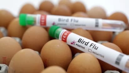 pet cats bird flu virus pet cats bird flu virus
