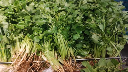 coriander leaves