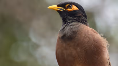 qatar continues to control invasive myna bird in the country