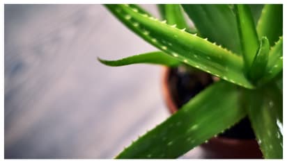 aloe vera