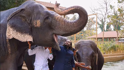 Anant ambani Vantara 