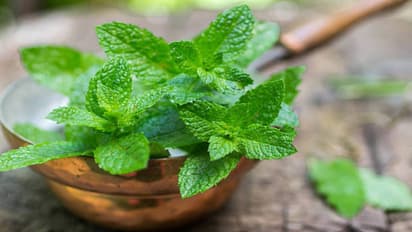 know the 5 wonderful benefits and reason for mint should be a part of your diet 