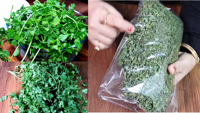 Coriander leaves Store Ideas
