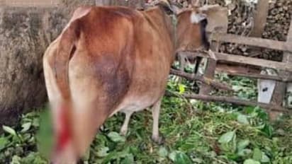 Cow Cow